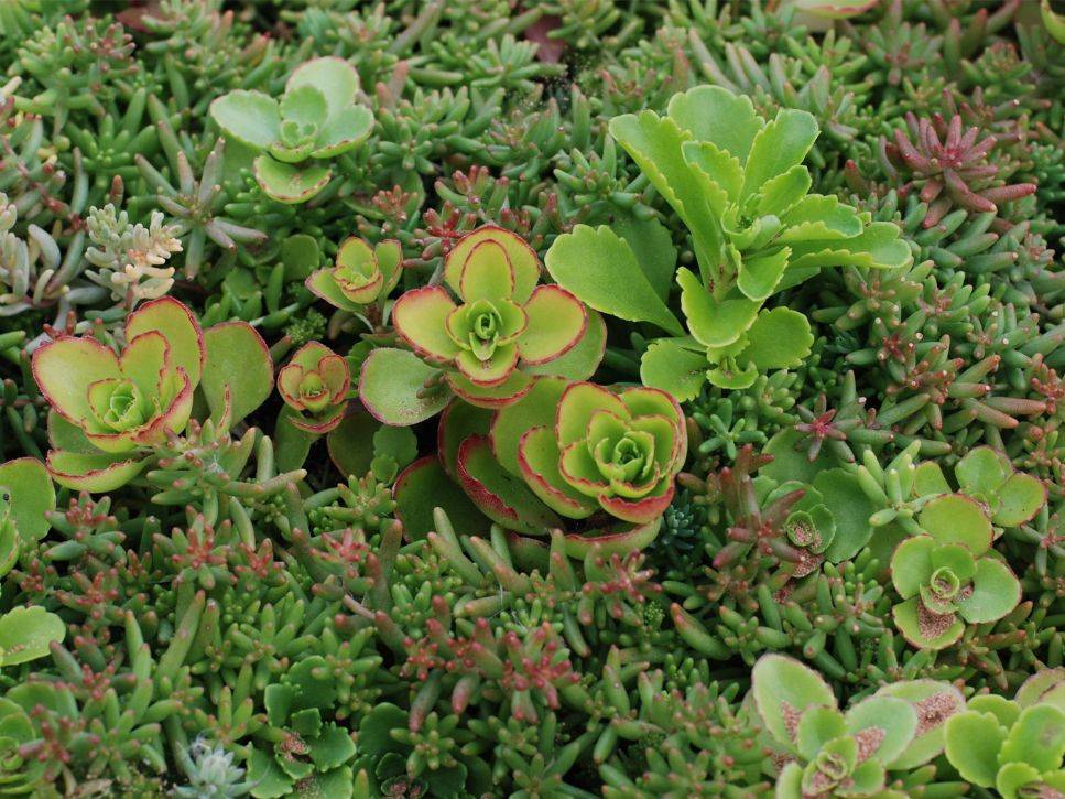 BauderGREEN SB Sedum Blanket - Mature Sedum Blanket