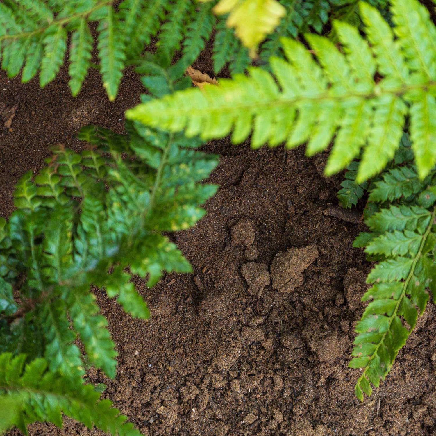 TS6 Topsoil – Manufactured BS3882 Multipurpose Topsoil