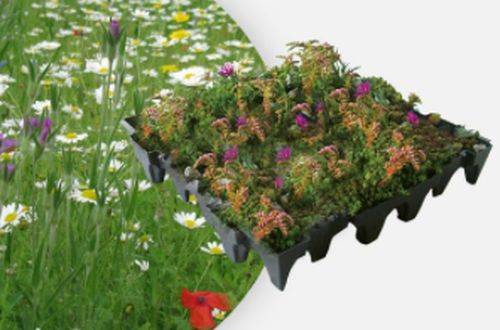 ANS GrufeKit Green Roof System - Sedum and Wildflower