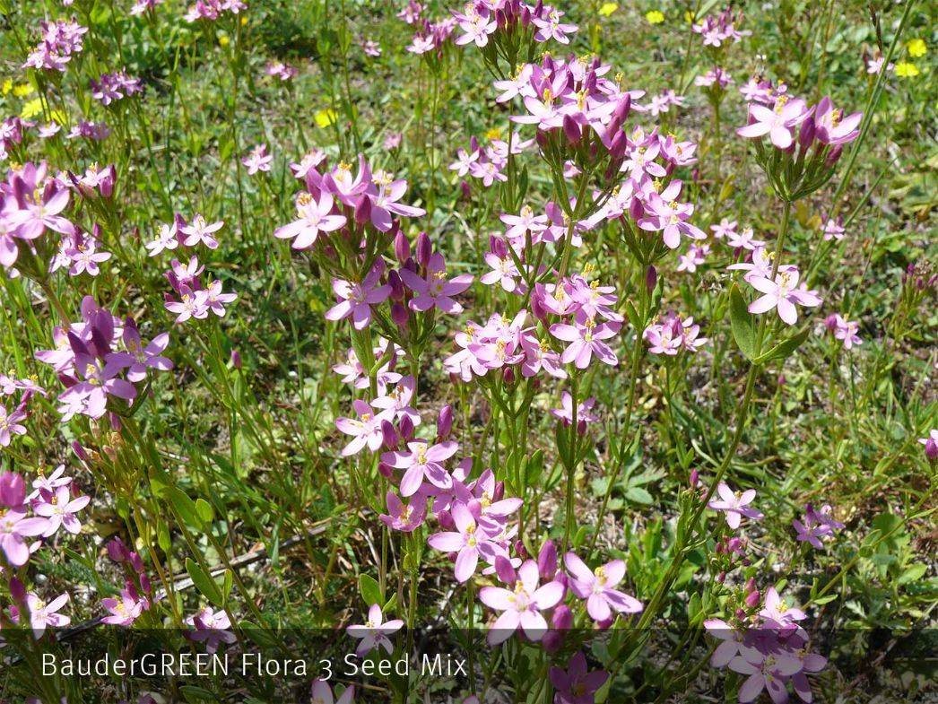 BauderGREEN Flora Seed Mixes - Green Roof Seed Mix Range