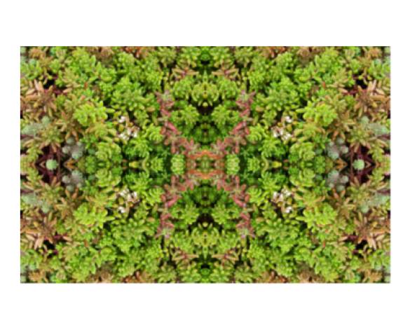 Extensive Sedum Adhered System With Mineral Wool Insulation - RENOLIT ALKORPLAN Green LA