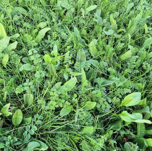 Rolawn Turf - BioScapes® Biodiverse - Species-Rich Turf