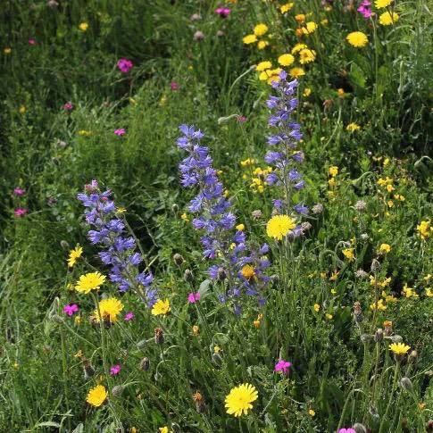 Lindum Wildflower Turf - Wildflower Turf
