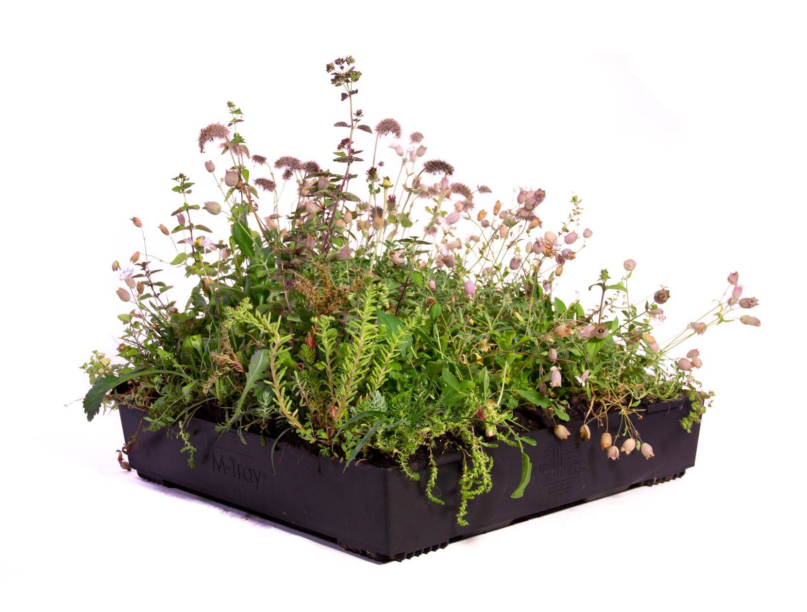 M-Tray® Wildflower Modular Green Roof System - Wildflower Species