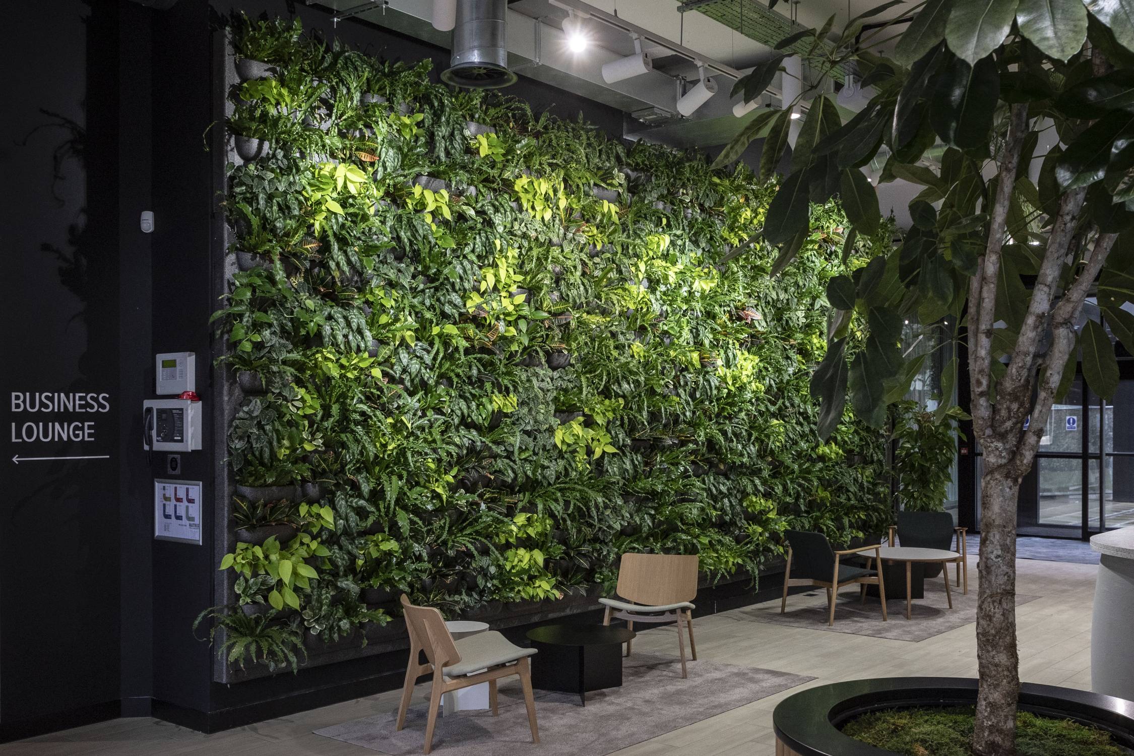 A green wall as a sustainable solution for an environmentally friendly ...