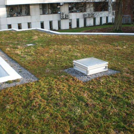 Diadem Extensive Green Roof System On Concrete Deck