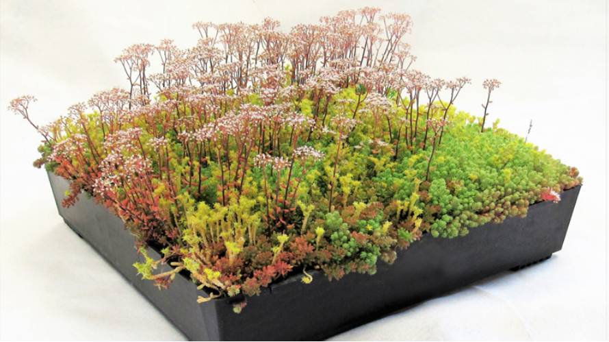 Proteus Pro-Living® Easy Green Modular Tray 