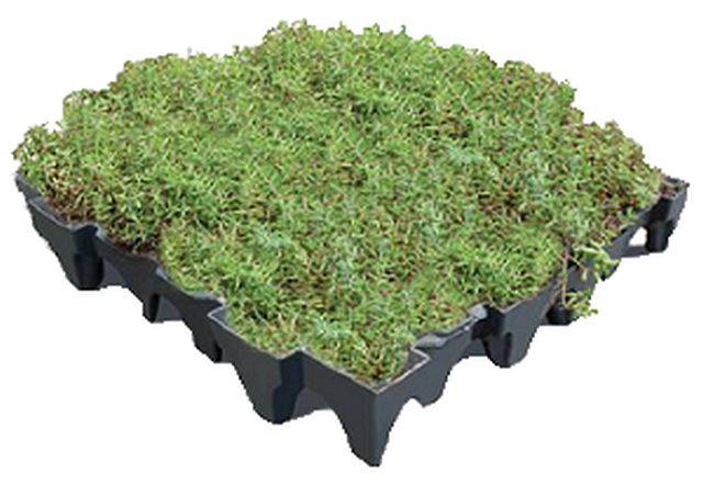 ANS GrufeKit Green Roof System – Sedum