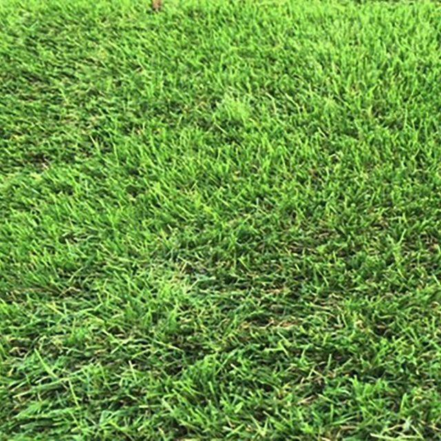 Castle Grass Elegance