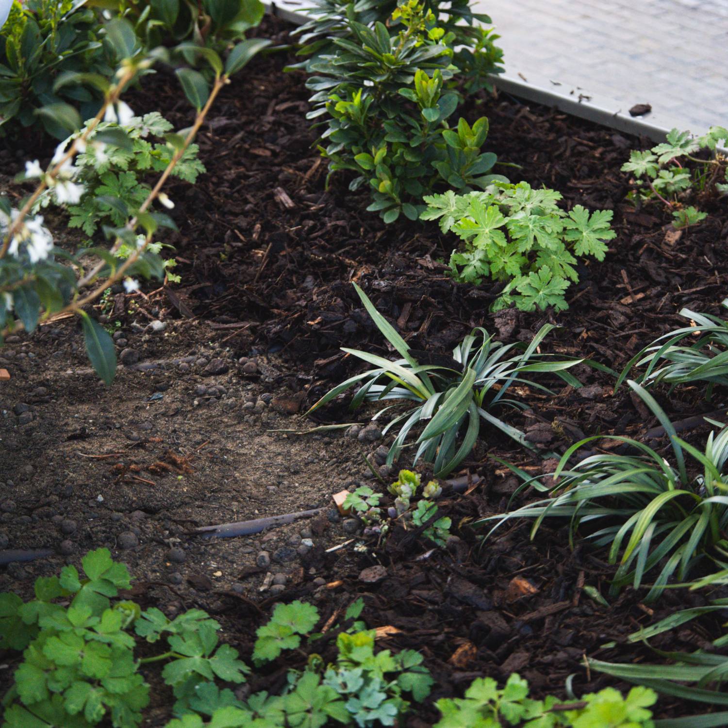 15-35 mm Contract Ornamental Bark