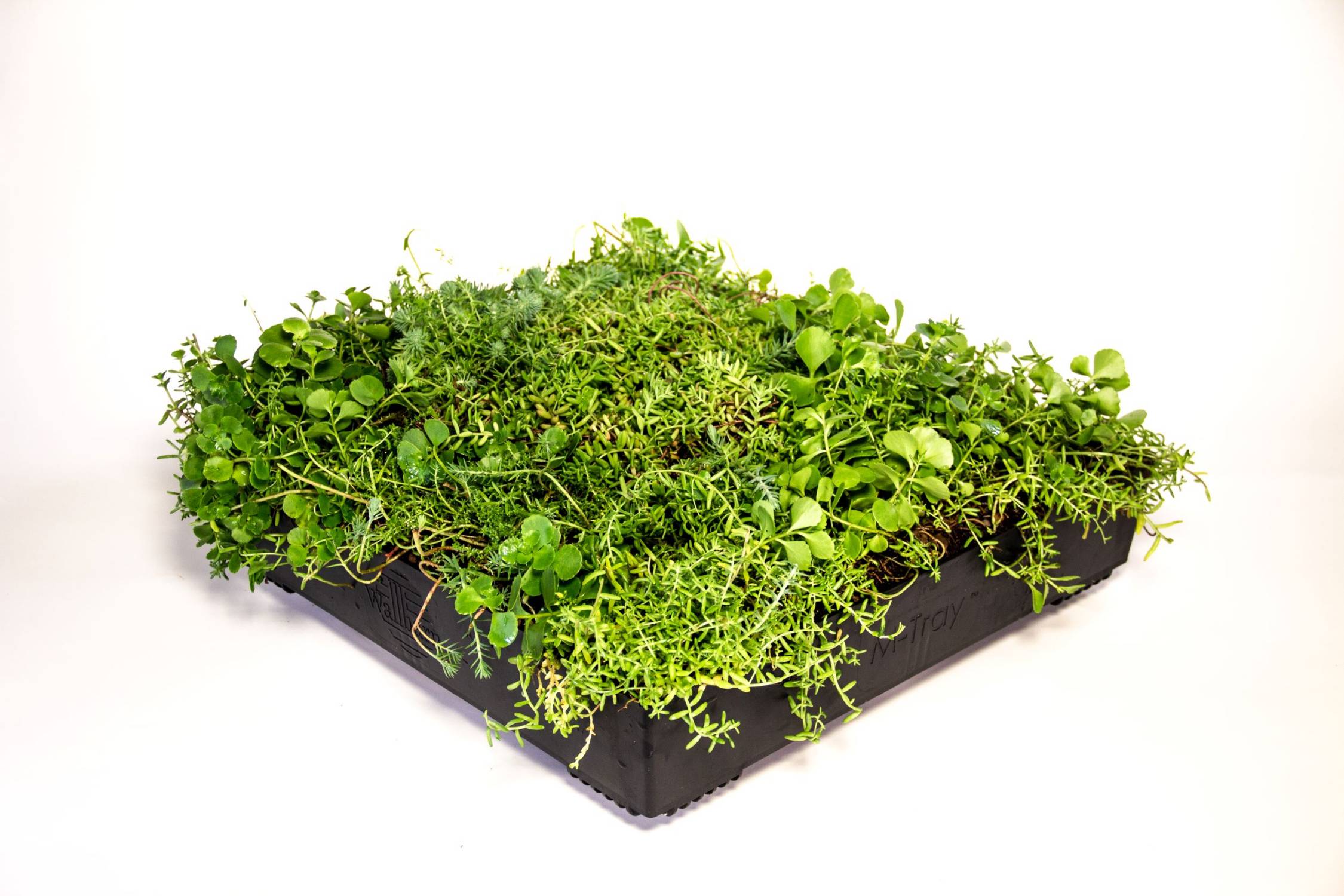 M-Tray® Sedum Modular Green Roof System - Sedum Species