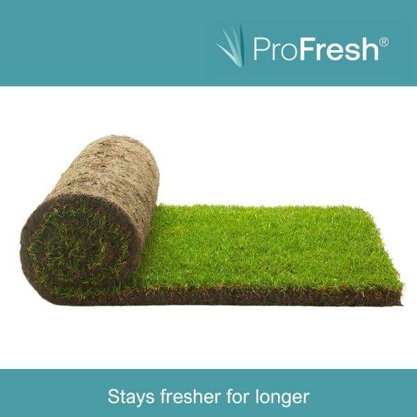 Rolawn Turf - Medallion® - Ryegrass/Fescue Natural Turf