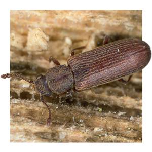 SoluGuard Woodworm Treatment (BPR) Ready For Use High Strength Woodworm Killer Spray for All Lifecycle Stages