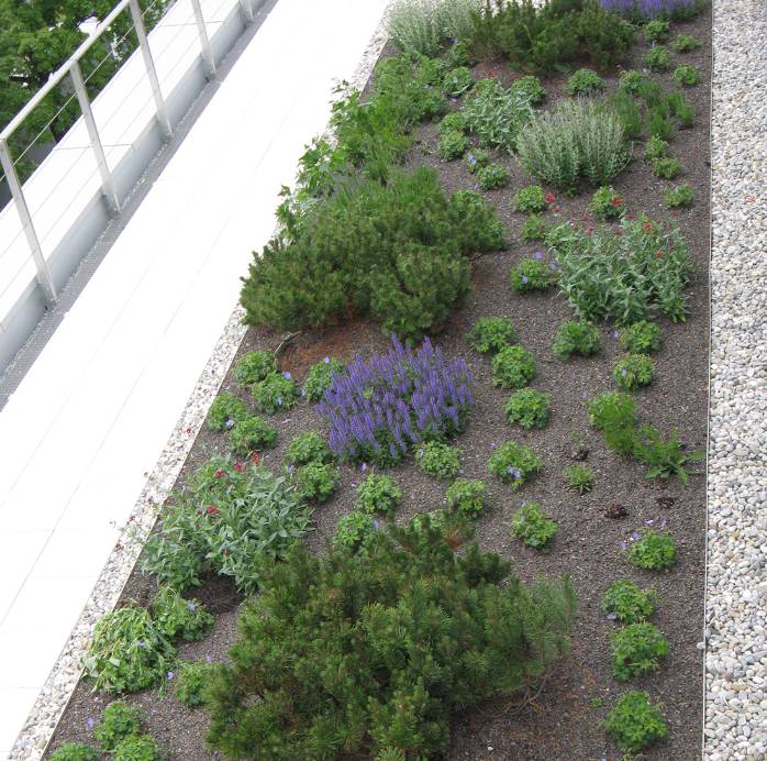 Proteus Pro-Living® Plug Plants - Wildflower 