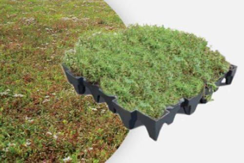 ANS GrufeKit Green Roof System – Sedum