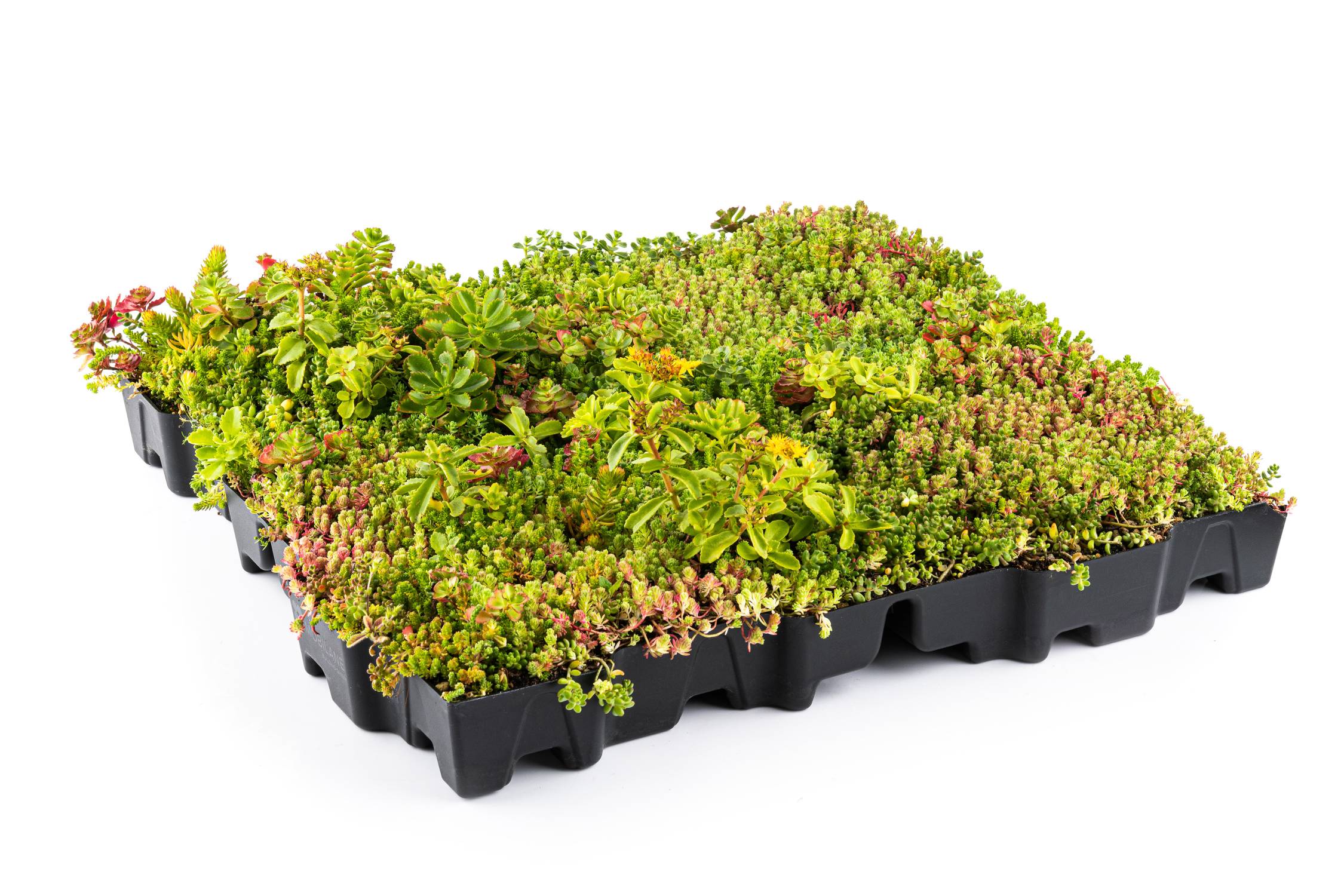 MobiRoof ECO® Green Roof