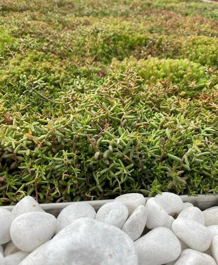 Green Roof System