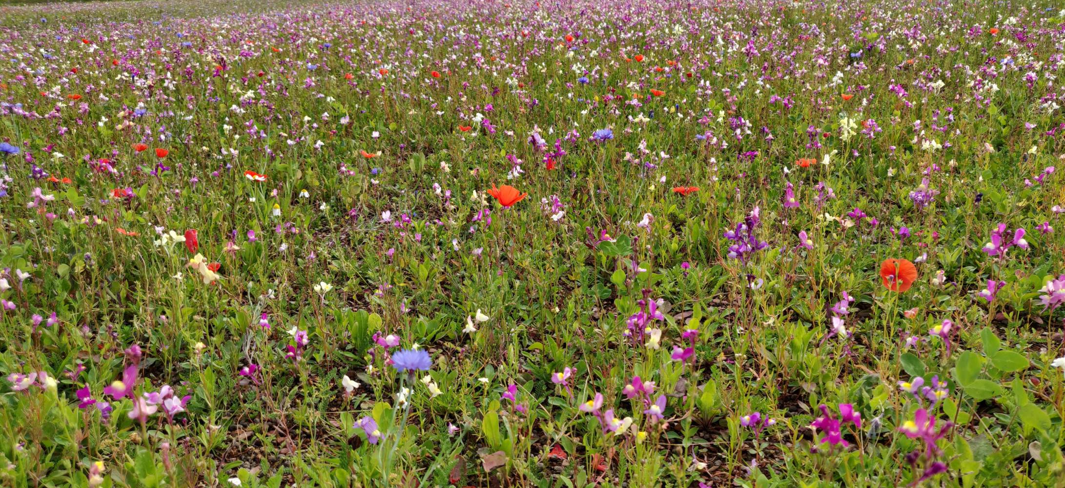 Extensive WildFlower Green Roof - Rollout Blanket System - Extensive Sedum Green Roof System