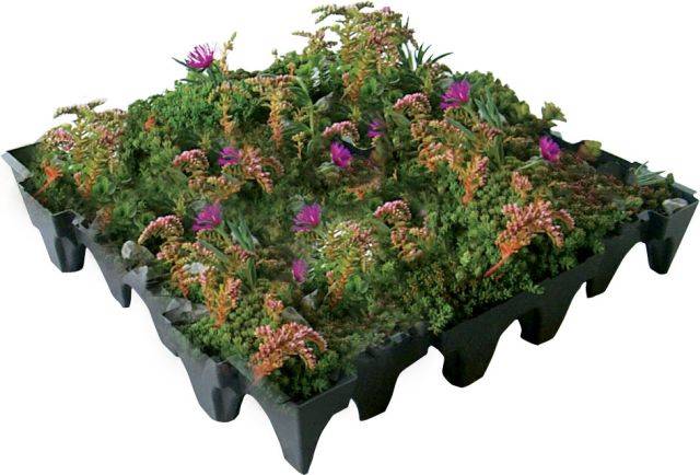 ANS GrufeKit Green Roof System – Sedum and Wildflower