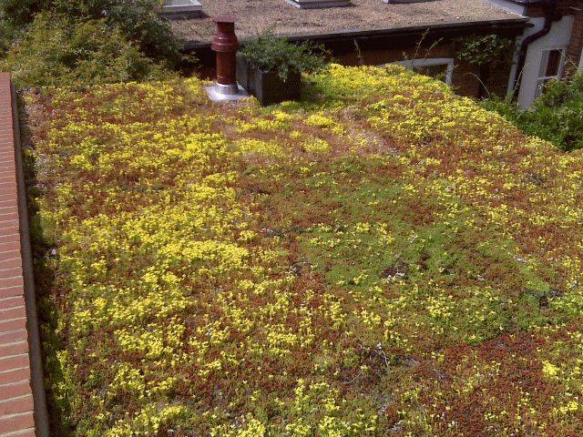 Extensive Sedum Green Roof - Rollout Blanket System - Extensive Sedum Green Roof System