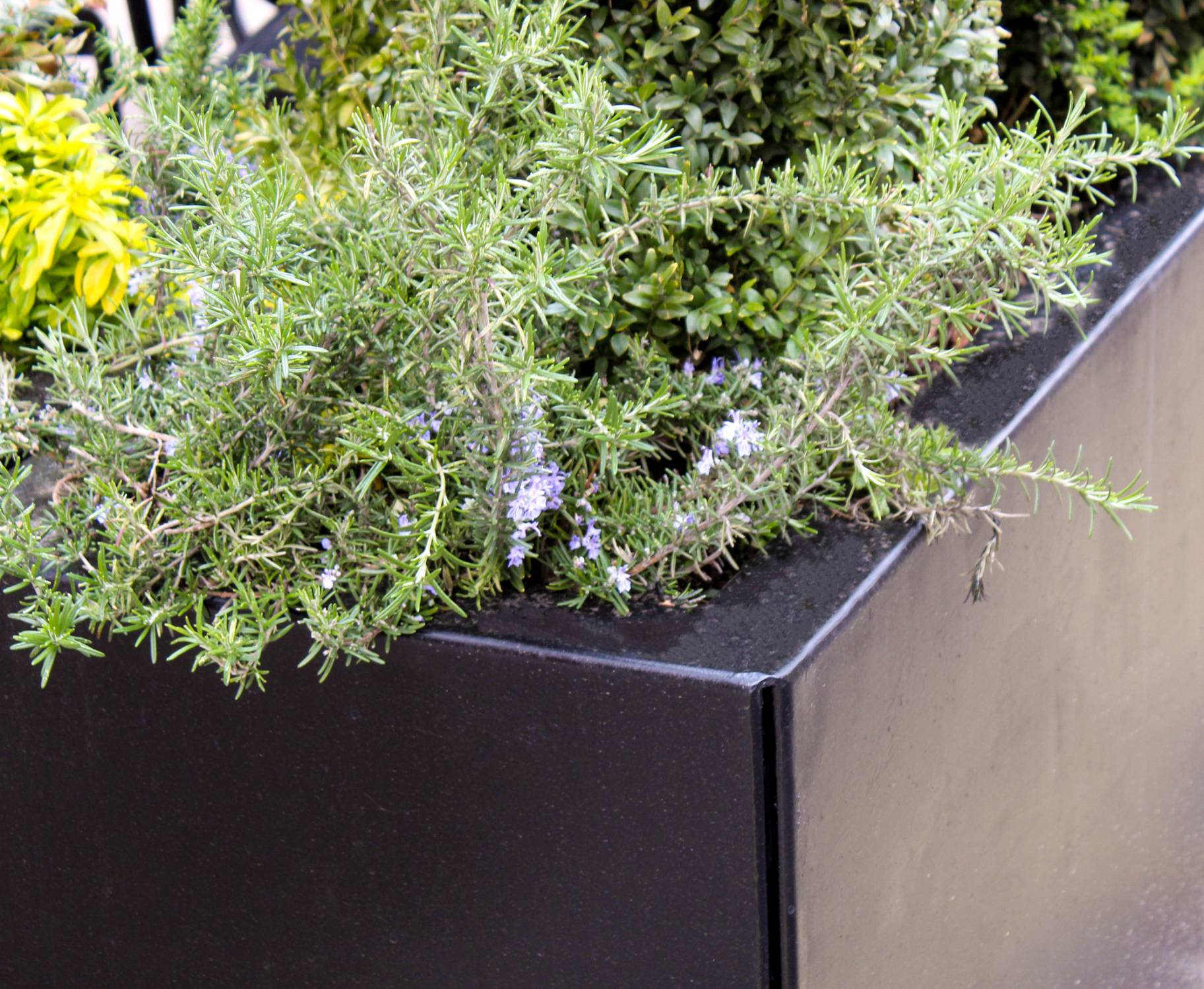 Belgravia Planter