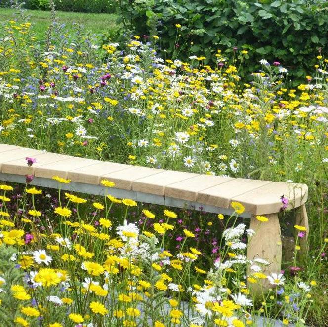 Lindum Wildflower Turf - Wildflower Turf