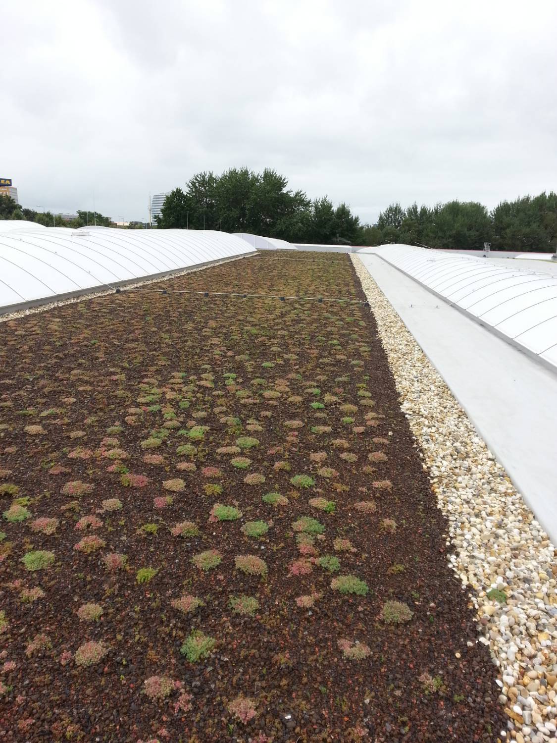 Dedicated Sub-Surface Adhered Membrane System, With Mineral Wool Insulation - RENOLIT ALKORPLAN Green LA