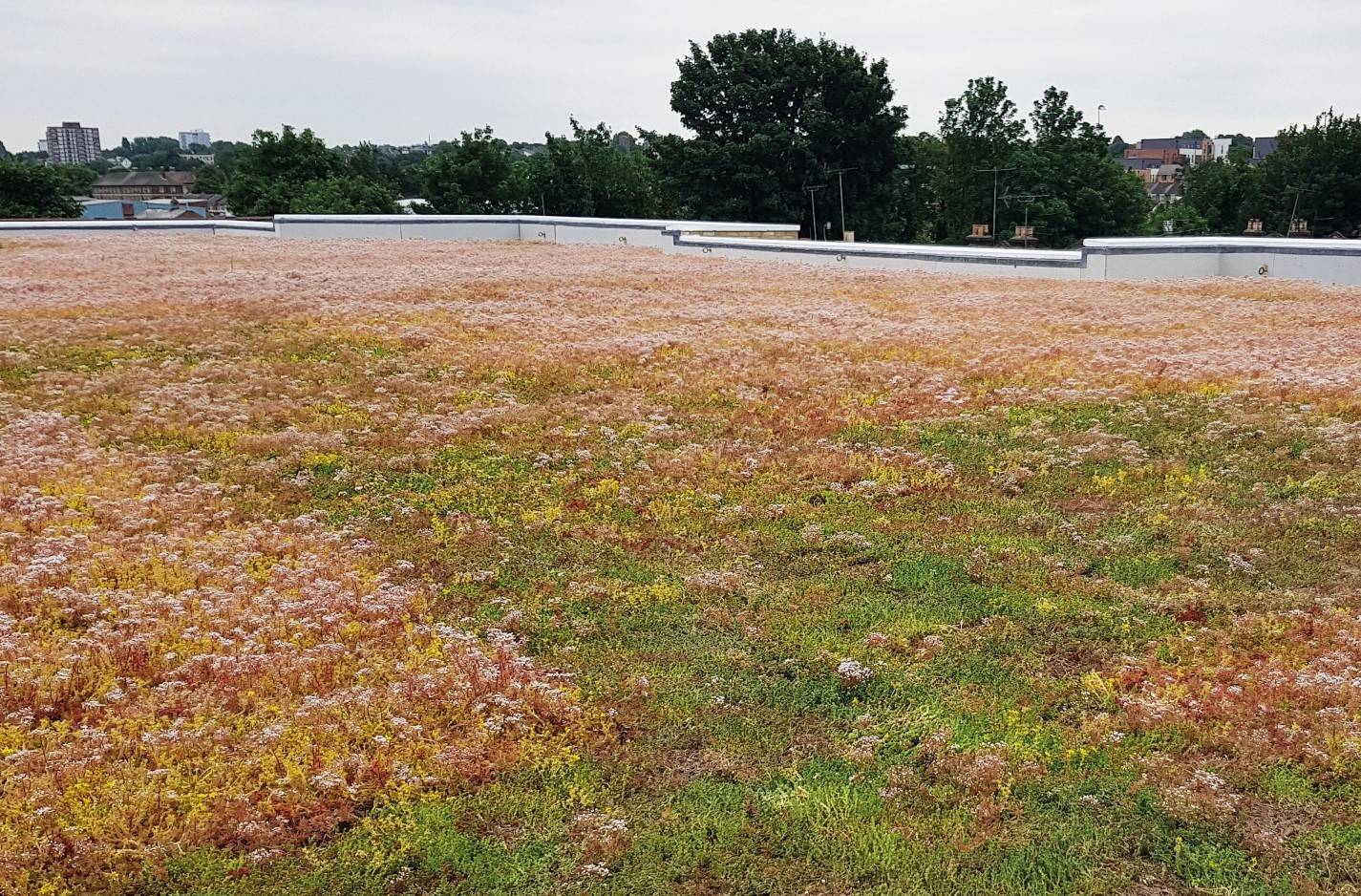 Proteus Pro-Living® Plug Plants - Sedum -  
