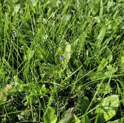 Rolawn Turf - BioScapes® Biodiverse - Species-Rich Turf