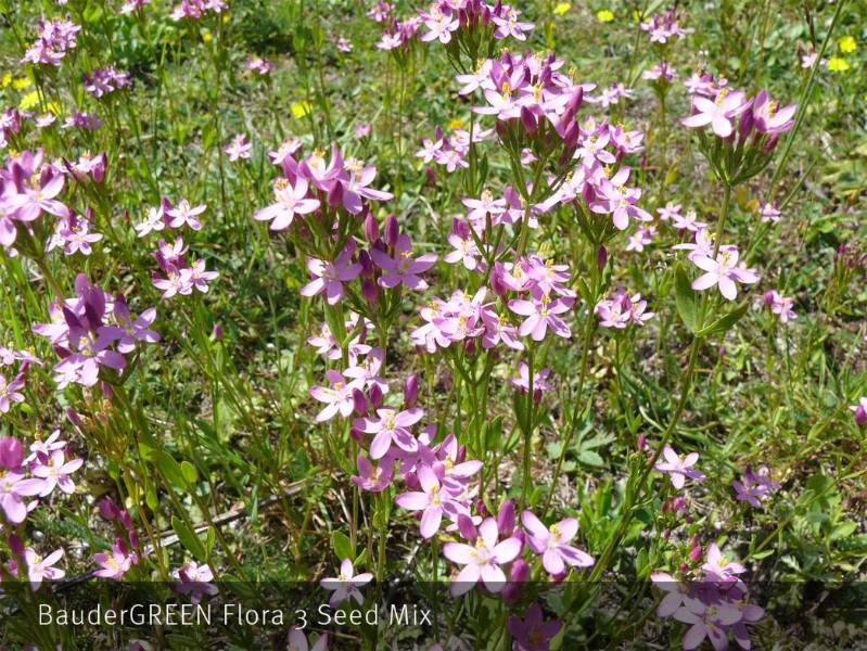 BauderGREEN Flora Seed Mixes - Green Roof Seed Mix Range