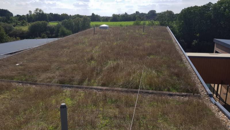 Pro-Living® Seed Mix