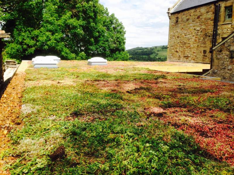 Sedum Green Roof Case Study