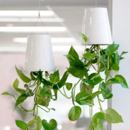 Plants, seeds and bulbs
