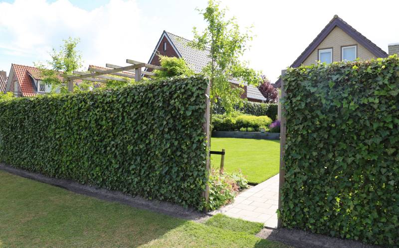 Green Screen Living Wall Hedge