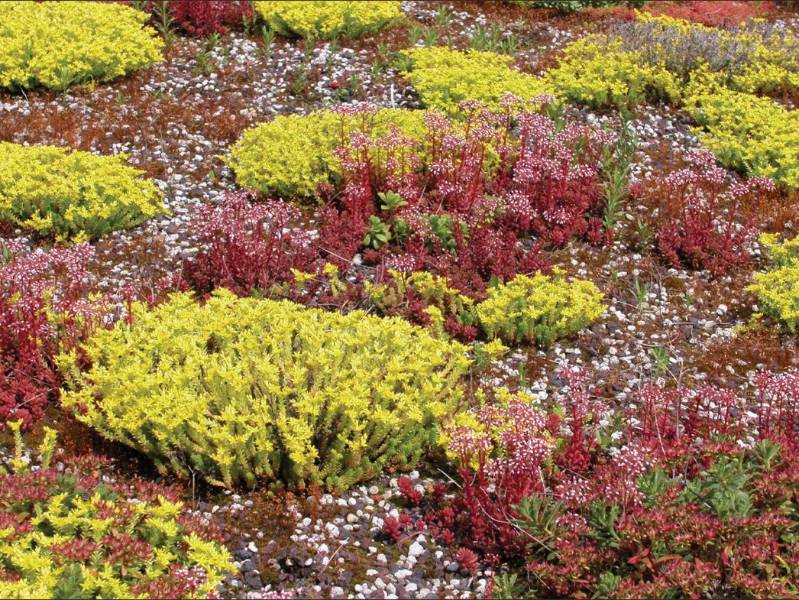 BauderGREEN Plugs  - Wildflower and Sedum Plugs