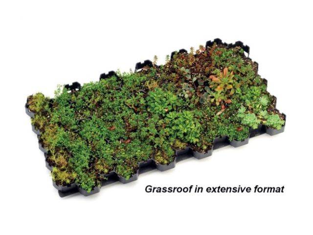 Grassroof