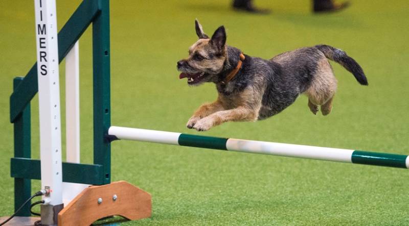 CRUFTS - Artificial Grass