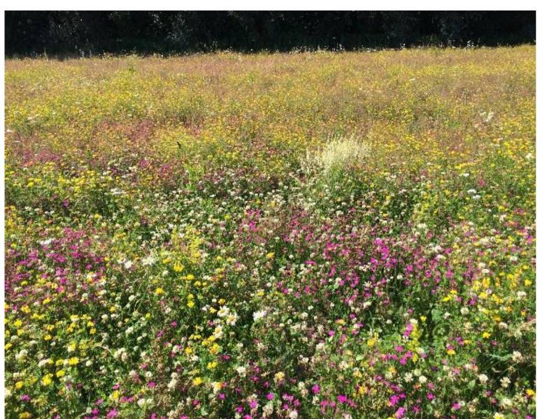 BauderGREEN WB Native Wildflower Blanket