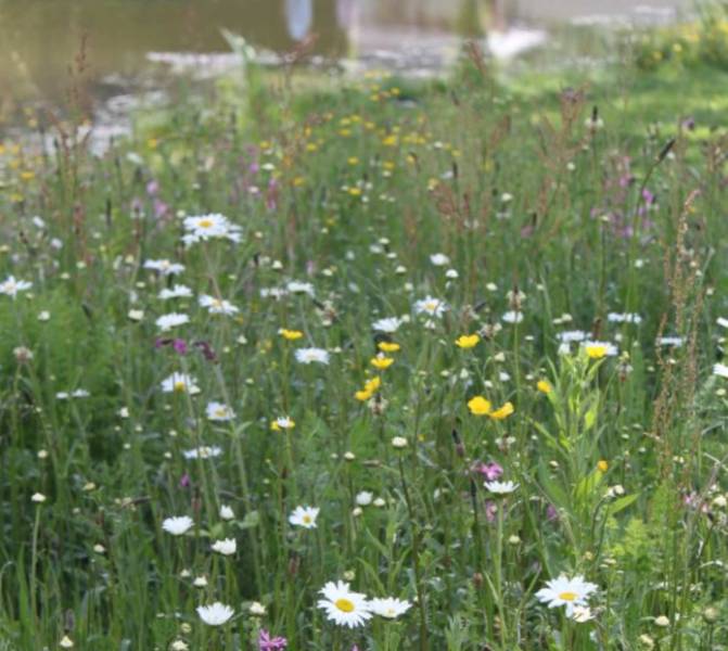 Pro-Living® Blanket - Wildflower -  