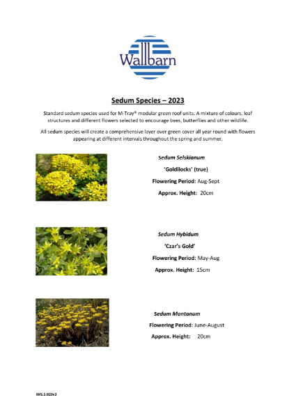 Sedum plants species list