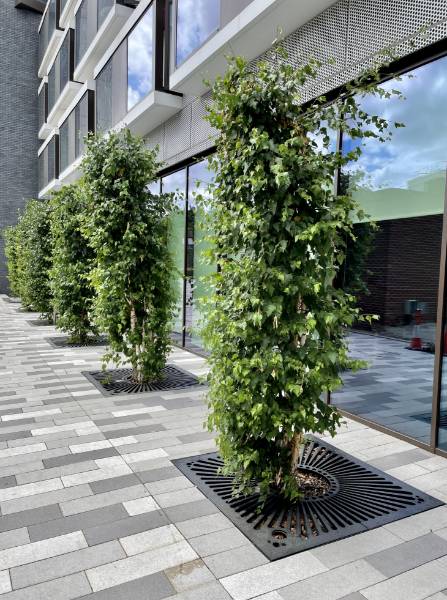 Green-tech cast iron grilles add a long-lasting finishing touch at London's Queen Mary University campus.