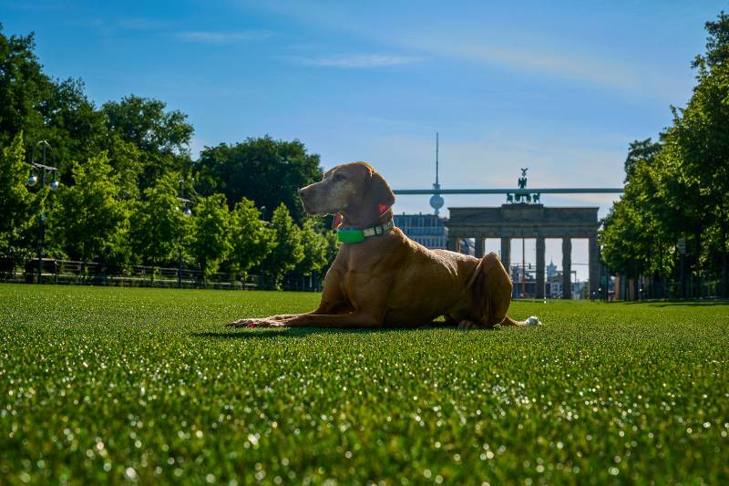 Green Fan Mile - Fan Zone Berlin at Brandenburg Gate