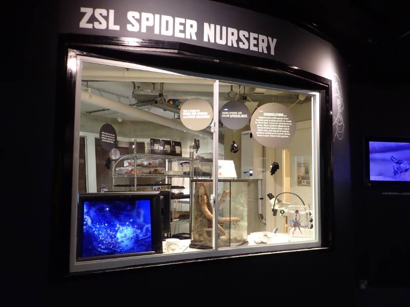 Humidity Keeps the Spiders Happy at ZSL London Zoo