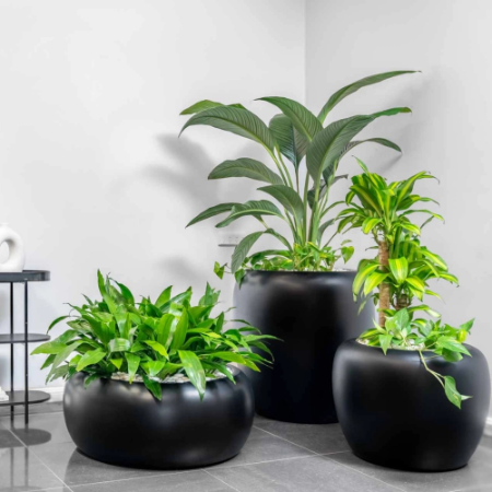 Plants and animals