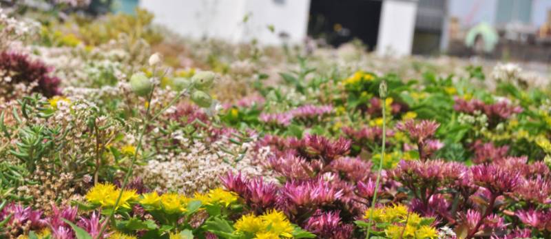Sustainable Waterproofing & Biodiverse Green Roof for Soho Residents