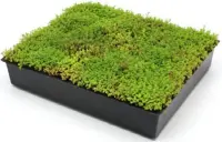 Pro-Living® Easy Green Modular Tray  - Green Roof Component