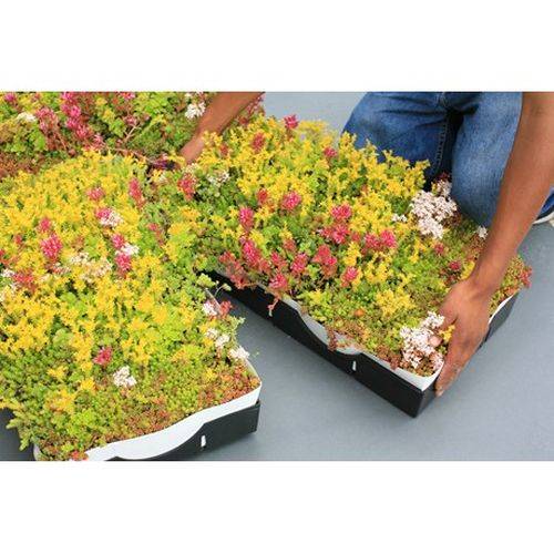 M-Tray An Instant Modular Green Roof - Modular Green Roof System
