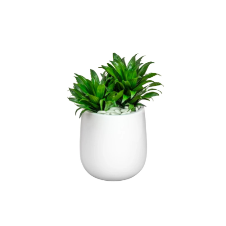 Planting and landscape