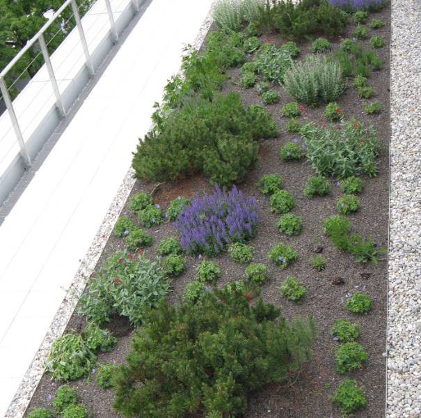 Proteus Pro-Living® Plug Plants - Wildflower 
