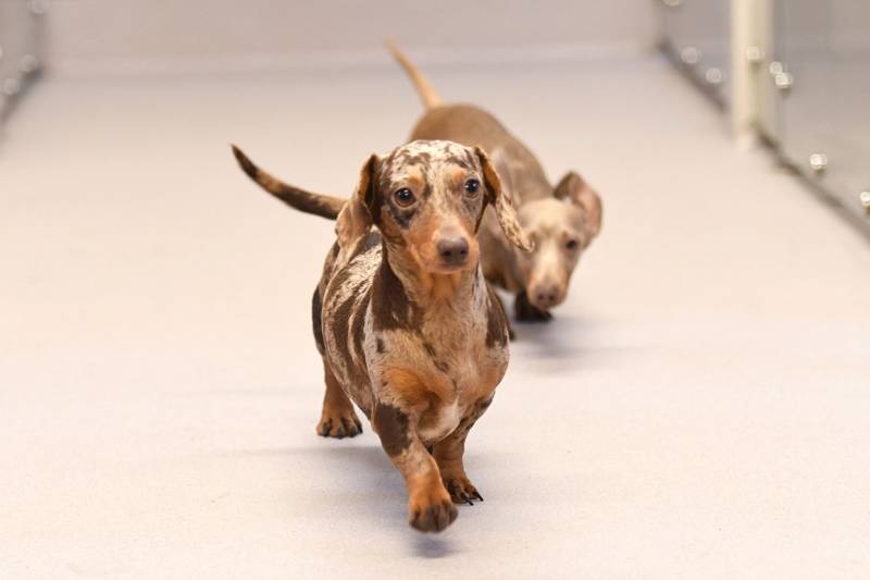 Altro create a relaxing environment for playful Dachshunds